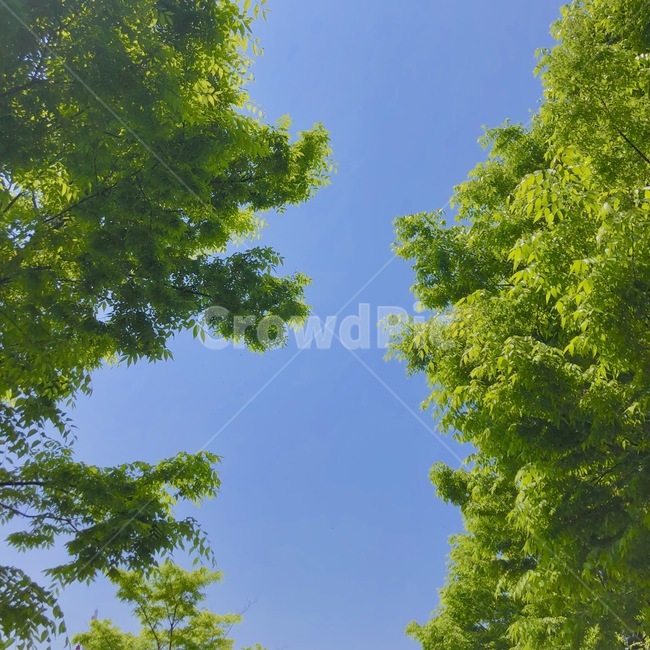 하늘,자연,나무,숲,낮,자연,풍경,nature,landscape,tree,plant,식물,tree trunk,나무 줄기