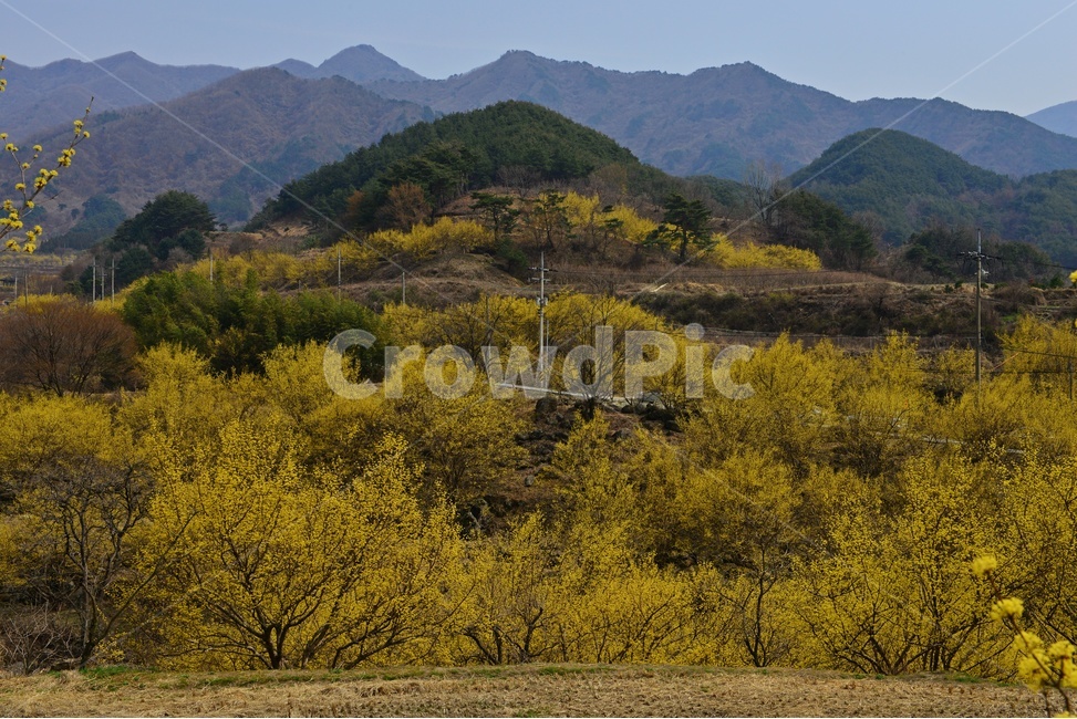 전남,구례,산동,산수유마을,산동산수유마을,산수유,산수유꽃,봄꽃,봄,계절,노랑꽃,nature,자연,outdoors,옥외,자연,풍경,nature,landscape