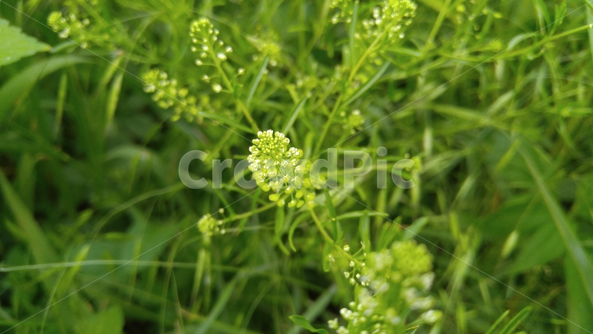 냉이꽃,꽃,흰꽃,식물,녹색,배경,감성,계절,flower,whiteflowers,flants,green,background,emotional,season