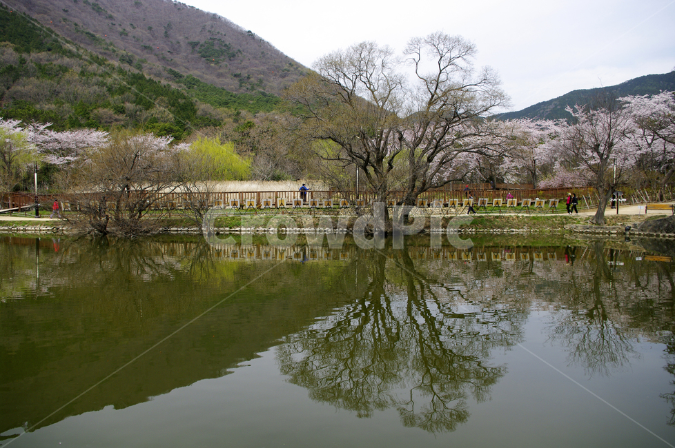호수,풍경,나무,봄,반영,식물,봄,계절,spring,season,자연,풍경,nature,landscape,outdoors,옥외,water,물