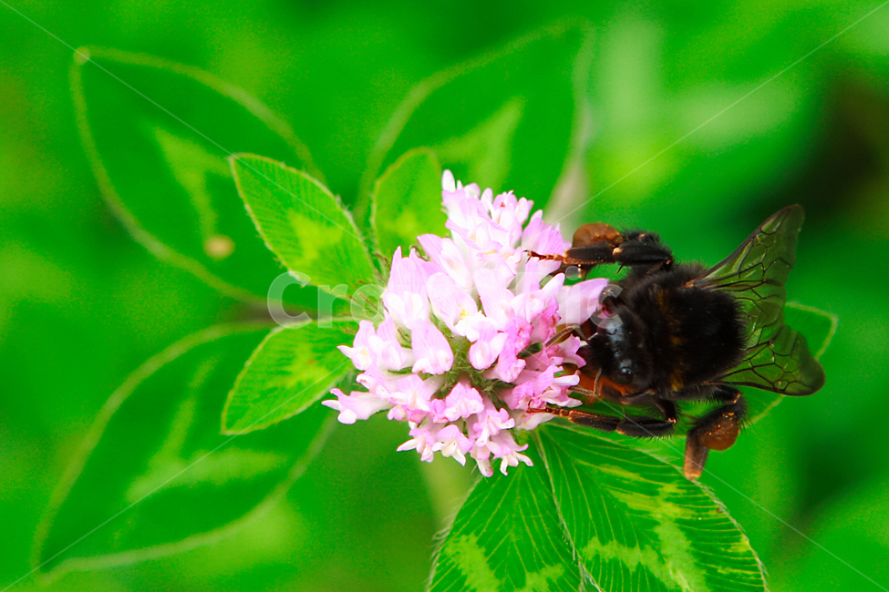 벌래,곤충,벌,꽃,꿀,식물,자연,plants,nature,꽃,flower,동물,animal,곤충,벌레,insect,bug