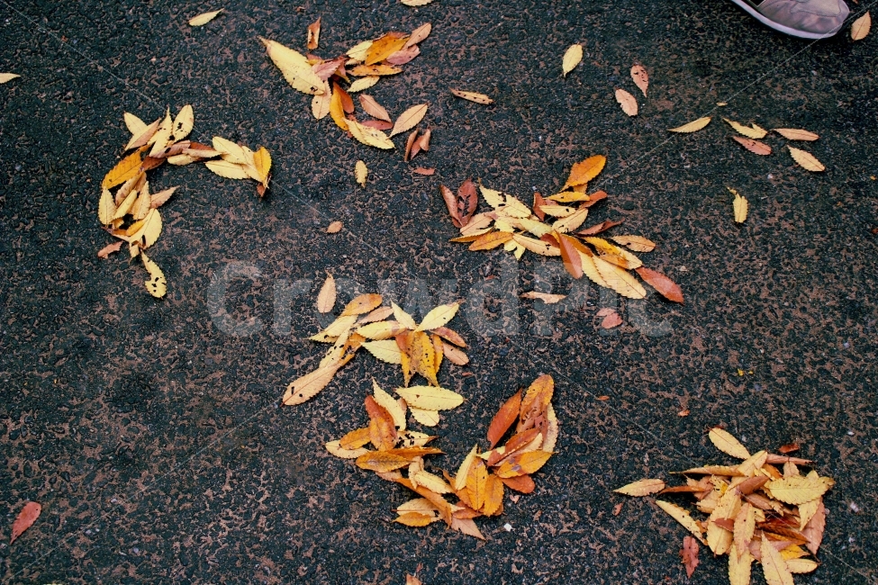 가을,낙엽,단풍,사랑,마음,글,단어,가을,계절,fall,autumn,season,plant,식물,leaf,잎,ground,바닥,asphalt,아스팔트