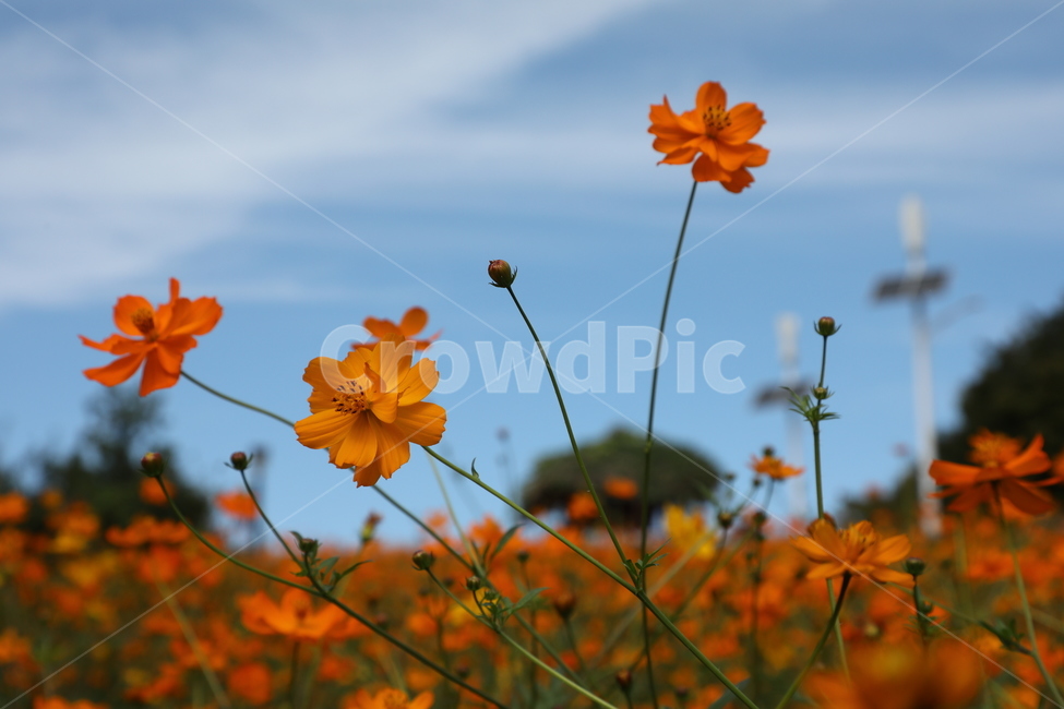 황화코스모스,꽃,들판,들꽃,들꽃마루,올림픽공원,가을,가을,계절,fall,autumn,season,식물,자연,plants,nature,꽃,flower,leaf,잎,plant