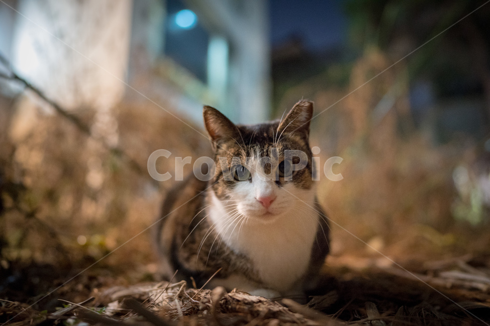 길고양이,고양이,길냥이,cat,야생동물
