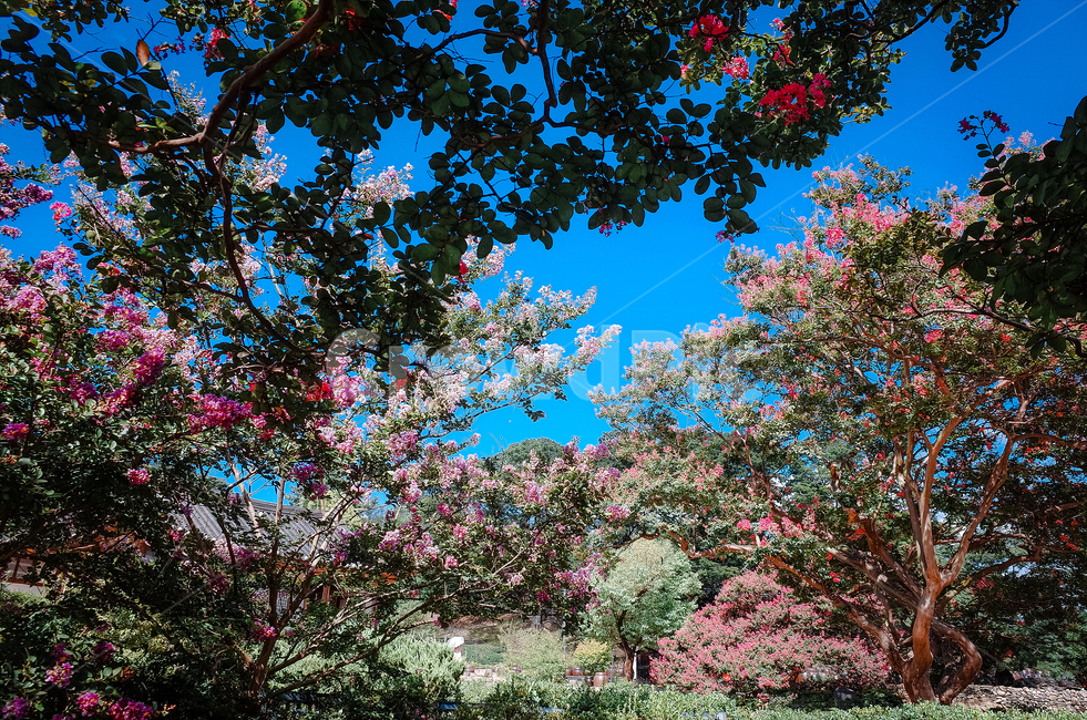감성사진,자연,풍경,여름,꽃,식물,자연,plants,nature,꽃,flower,나무,trees,wood