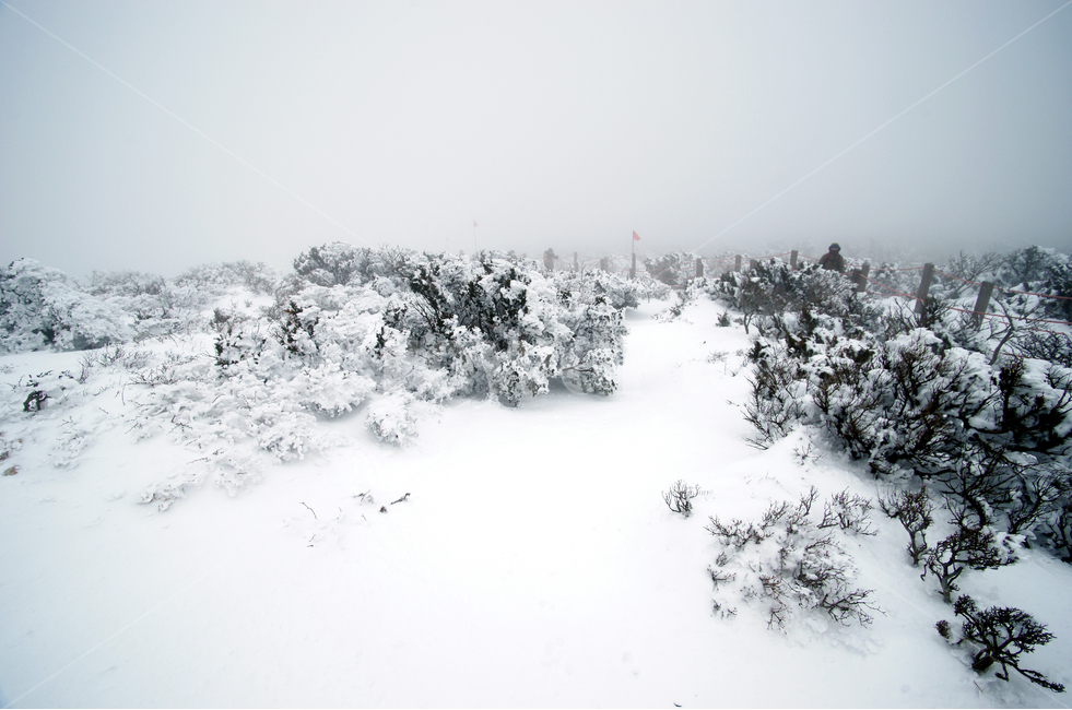한라산,설경,제주도,영실코스,눈,겨울,설화,안개,겨울,계절,winter,season