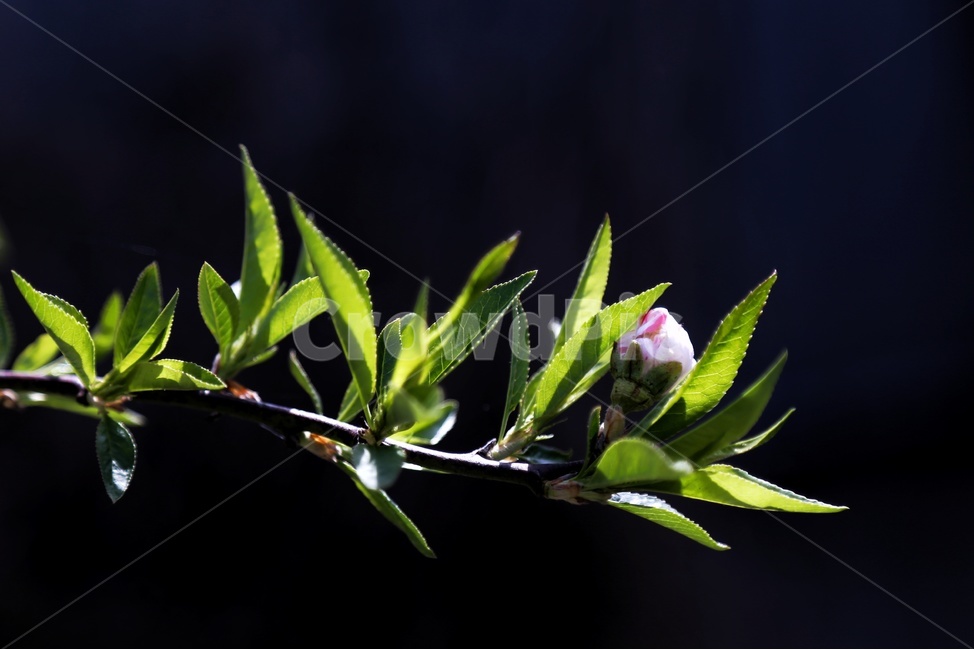 풍경,봄,감성,복숭아,삼색도화꽃,봄,계절,spring,season,식물,자연,plants,nature,꽃,flower,plant,sprout,새싹,bud,싹,blossom