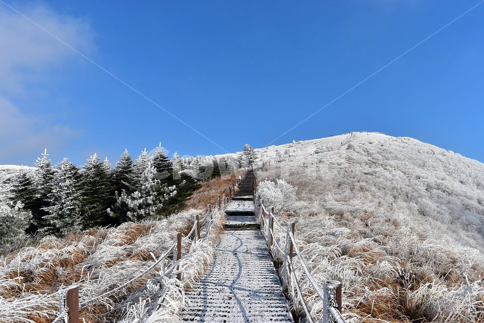 소백산,눈꽃풍경,상고대,겨울풍경,국립공원,겨울동화,힐링,감성,아름다움,뷰티풀,설국,눈풍경,파란하늘,100대명산,겨울명산,설경,서리꽃,snow,landscape,눈,화이트,자연,신비로운,경이로운,천상,비경,치유,산,명산,자연풍경,늦가을,영주,단양,풍기,희방사,삼가리,비로봉,겨울,계절,winter,season,자연,풍경,nature,landscape,한국자연풍경,한국자연경관,korea nature landscape,plant,식물,fir,전나무,abies,아비,tree,나무