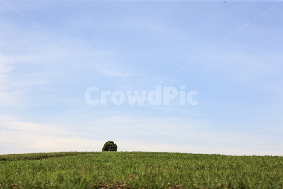아프리카,우간다,여행,풍경,자연,하늘,자연,풍경,nature,landscape,outdoors,옥외,field,들