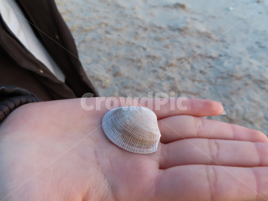 조개껍질,seashell,조개껍데기,바닷가,손,흙