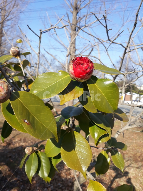 한송이,동백꽃,꽃,잎,leaf