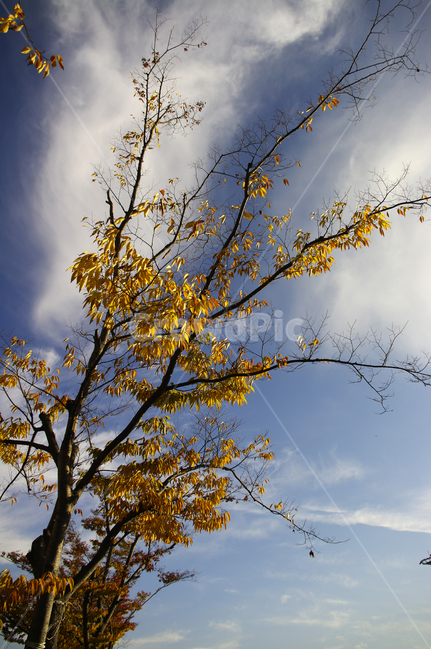 나무,잎,단풍,구름,하늘,식물,가을,가을,계절,fall,autumn,season,자연,풍경,nature,landscape,식물,plants,나무,trees,wood,tree,plant,tree trunk,나무 줄기