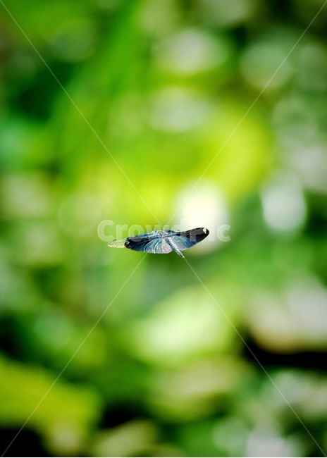 곤충,햇살,보케,자연,여름,동물,animal,곤충,벌레,insect,bug