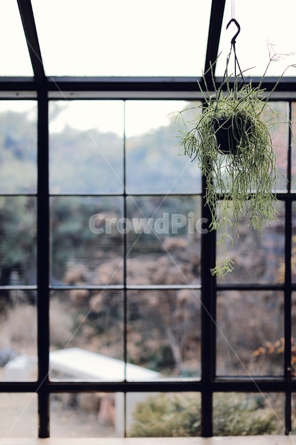 창문,window,화분,view,창가,정원,프레임,실내용화초,화분,화초,house plant