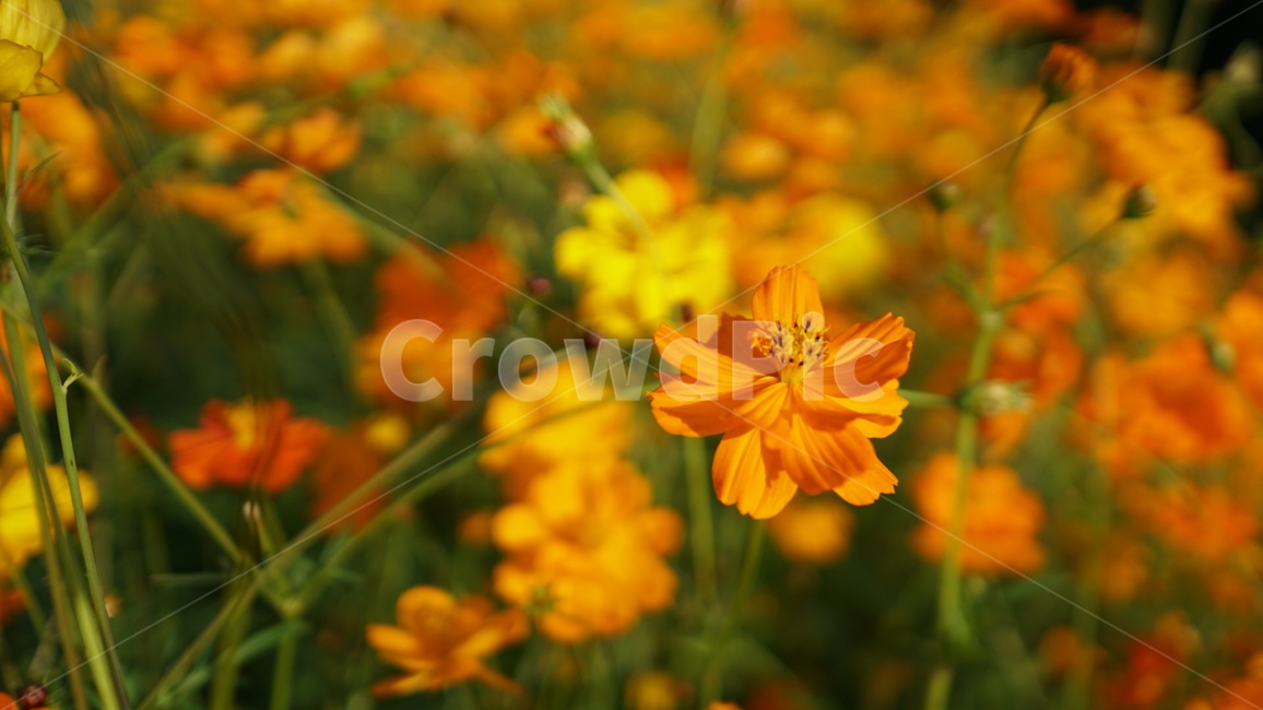코스모스,가을,꽃,하동,북천,가을,계절,fall,autumn,season,식물,자연,plants,nature,꽃,flower,plant