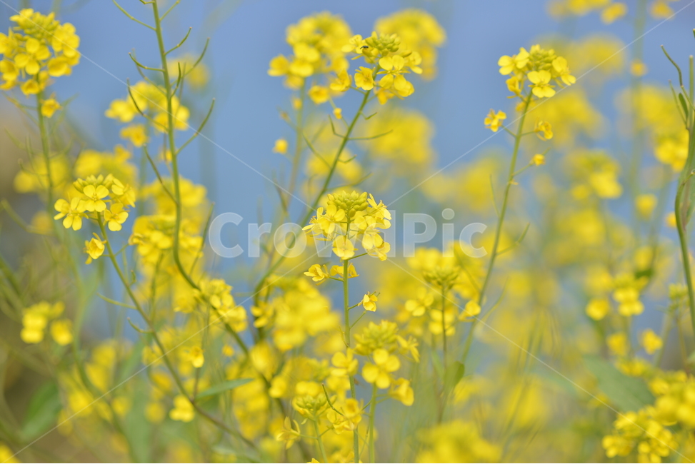 유채꽃,plant,식물,봄,노랑,식물,자연,plants,nature,꽃,flower