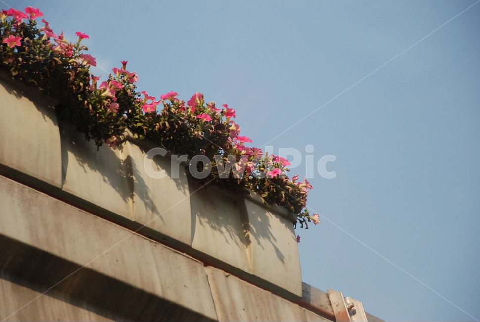꽃,하늘,빈티지,색감,감성,하늘색,식물,따뜻함,봄,핑크,식물,자연,plants,nature,꽃,flower