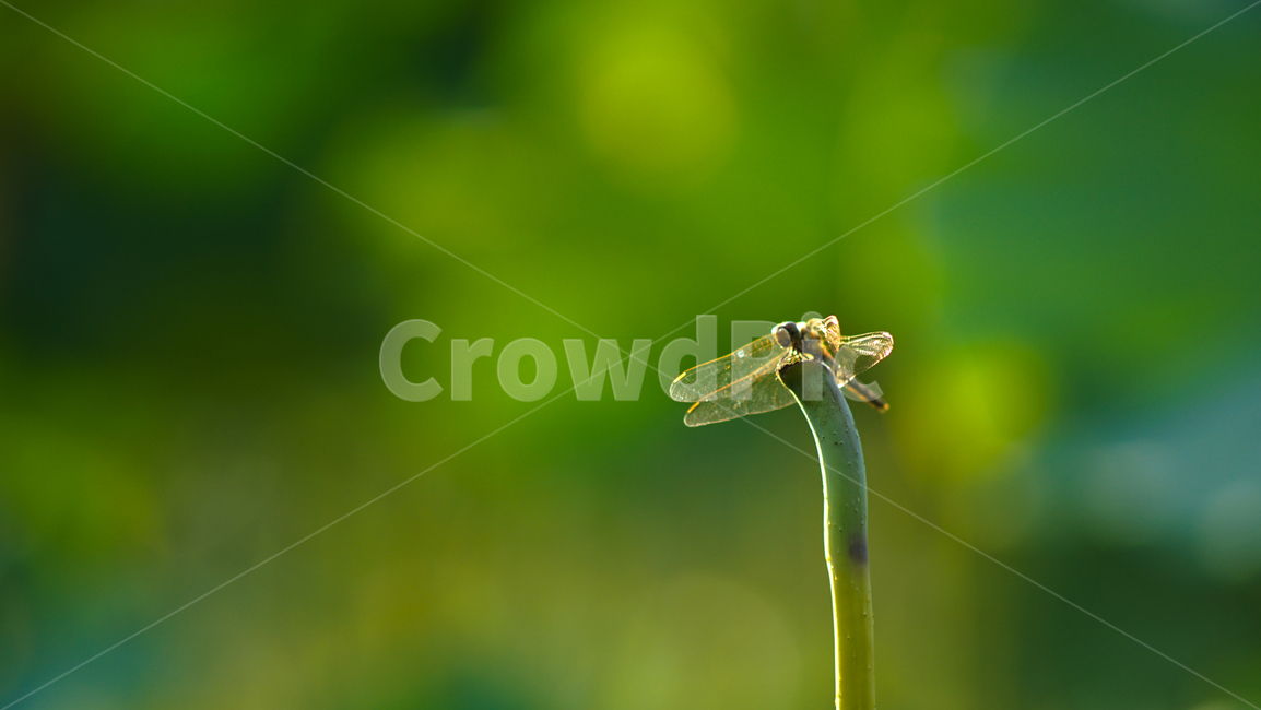잠자리,곤충,겹눈,꽃대,야생,자연,날개,식물,자연,plants,nature,동물,animal,곤충,벌레,insect,bug