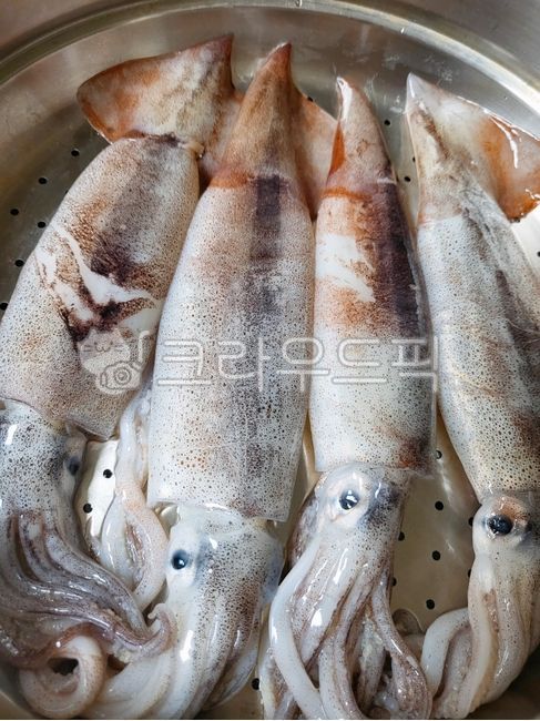 오징어,통오징어,식재료,음식,food