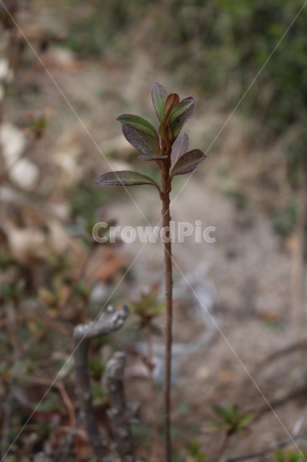 풀,식물,자연,잎,진달래잎,철쭉잎,식물,자연,plants,nature