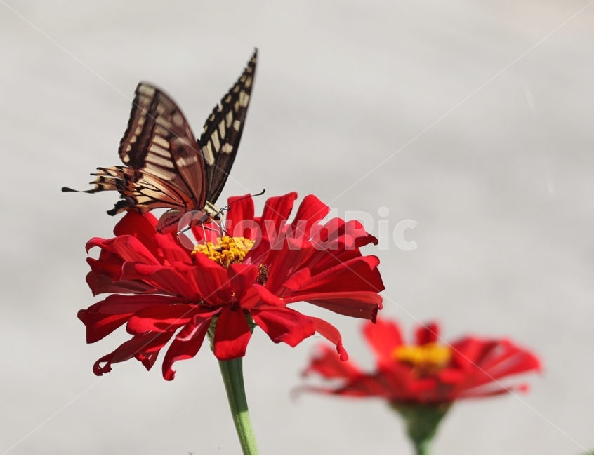 여름,빛,호랑나비,백일홍,아침,식물,자연,plants,nature,꽃,flower,동물,animal,곤충,벌레,insect,bug