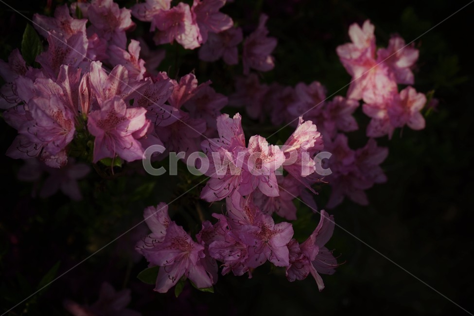 꽃,계절,연산홍,식물,flower