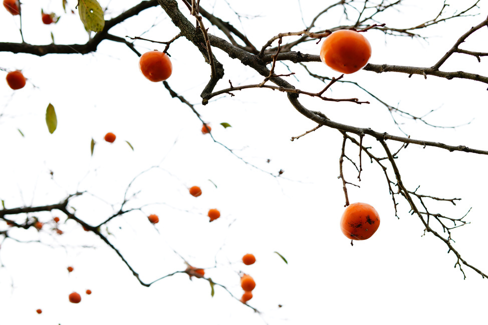 감,감나무,감재배,감열매,감과일,과일,열매,fruit
