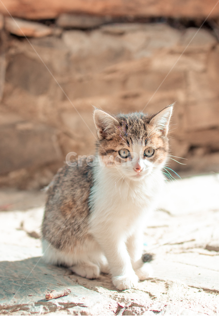 cat,고양이,pet,애완동물,animal,동물,kitten,감성사진,동물,animal,포유류,mammal,고양이,cat,kitten,kitty