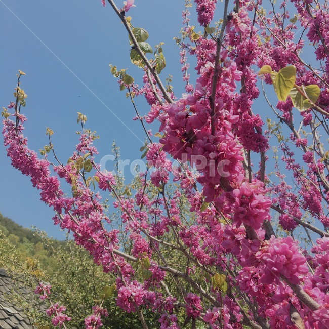 꽃,봄,flower,spring,tree