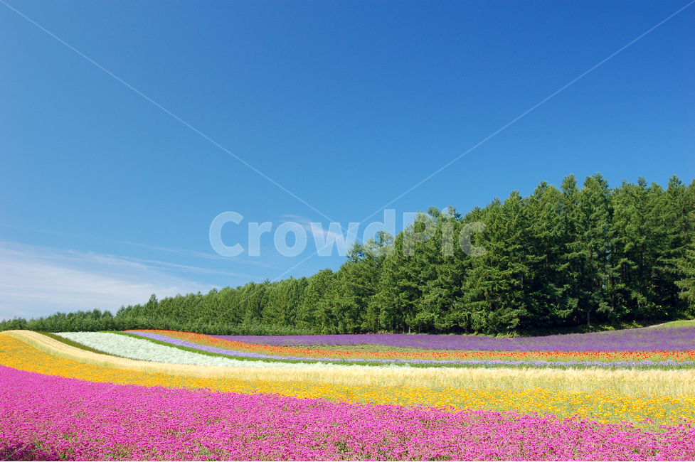 꽃밭,화원,꽃,풍경,배경,백그라운드,하늘,구름,자연,나무,숲,바탕,배경사진,배경이미지,바탕사진,바탕이미지,원예,원예업,칼라,컬러,컬러풀,후라노,북해도,홋카이도,팜토미타,파노라마,관광,여행지,관광지,명소,넓은,광활한,초원,들판,자연,풍경,nature,landscape,해외,외국,세계,foreign,oversea,world,세계자연풍경,해외자연풍경,외국자연풍경,world nature landscape