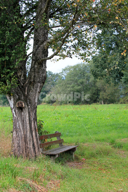 나무벤치,의자,나무,휴식,야외벤치,야외의자,풍경,자연,자연,풍경,nature,landscape,bench,벤치,tree,plant,식물,tree trunk,나무 줄기