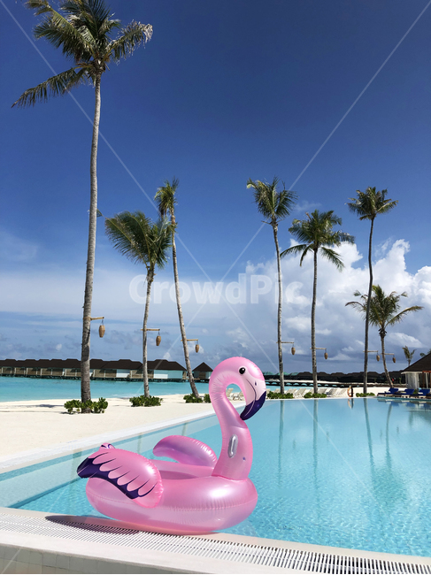 몰디브,maldives,휴양지,섬,island,수영장,pool,하늘,튜브,tube,플라멩고,플라멩코,flamenco,새,bird,나무,tree,swimming,수영,sky,구름,cloud,자연,nature,outdoors,옥외,여행,휴가,traveling,vacation,trip,신혼여행,허니문,honeymoon,해변,식물,treetrunk,plant,sand,sandbeach,beach,coast,sea,ocean,바다,바닷가,에메랄드,tropical,트로피칼,summer,여름,여유,rest,반영,reflection,reflect,pink,blue,green,컬러풀,colorful,트로피컬