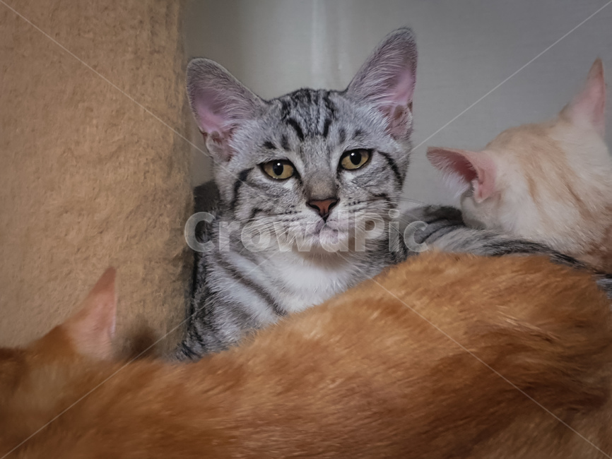 pet,cat,고양이,animal,아비시니안,abyssinian,동물,mammal,포유류,귀여움,아기고양이,반려동물,냥이,애완동물,kitten,kitty,반려묘,귀여운동물,동물,animal,포유류,mammal,고양이,cat,kitten,kitty