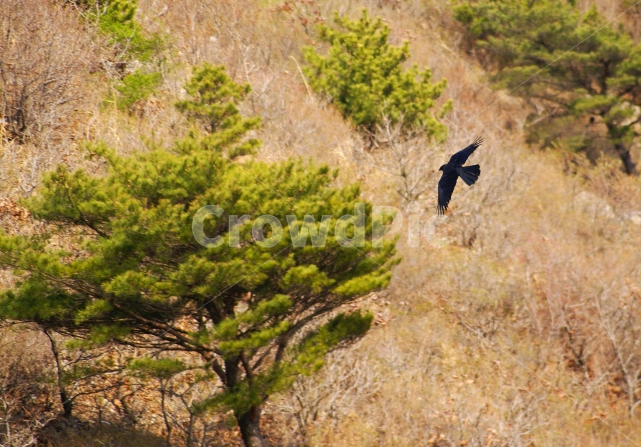 새,까마귀,동물,비행,bird,crow,raven,fly,동물,animal,조류,새,birds