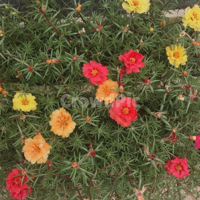 꽃,봄,빨간꽃,노란꽃,주황꽃,알록달록,형형색색