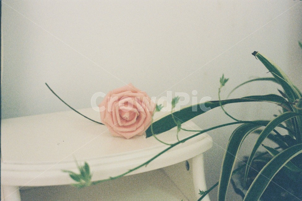 꽃,식물,실내,핑크,집,꽃,flower,실내용화초,화분,화초,house plant,감성,sensible,feeling