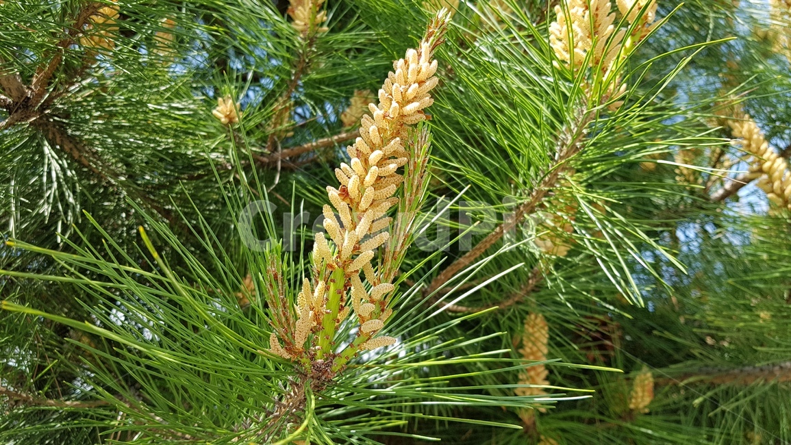소나무,피그나제놀,솔잎,자연,나무,식물,자연,plants,nature