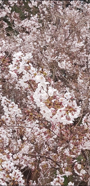 꽃,식물,plant,blossom,flower,cherryblossom,벚꽃