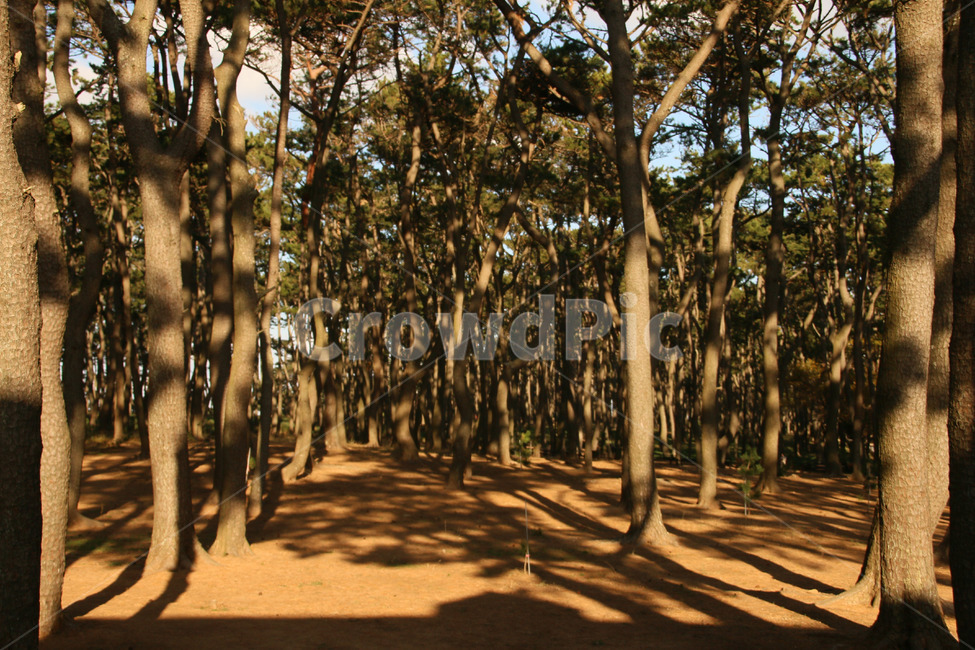 tree,나무,plant,식물,treetrunk,나무줄기,식물,자연,plants,nature,나무,trees,wood