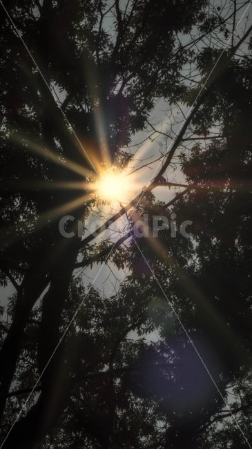 빛,햇빛,태양,해,자연,풍경,나무,숲,산,자연,풍경,nature,landscape,light,flare,플레어