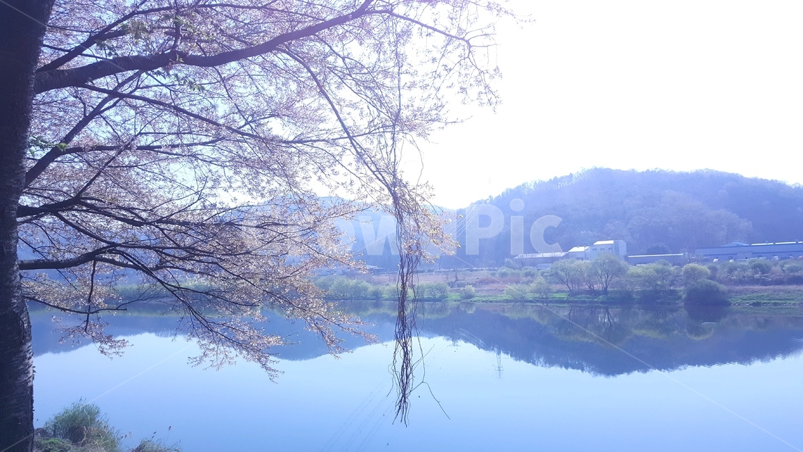 자연,봄,꽃,강변,금강,세종시,부강면,식물,자연,plants,nature,꽃,flower