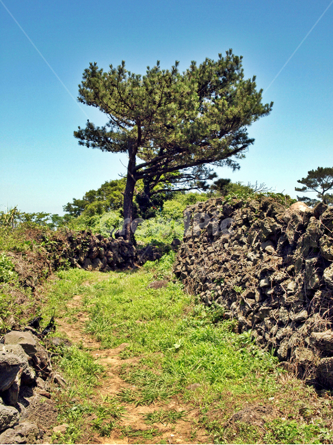 돌담,현무암,나무,푸른하늘,올레18코스,올레길,제주,자연,풍경,nature,landscape,outdoors,옥외,tree,plant,식물,ground,바닥