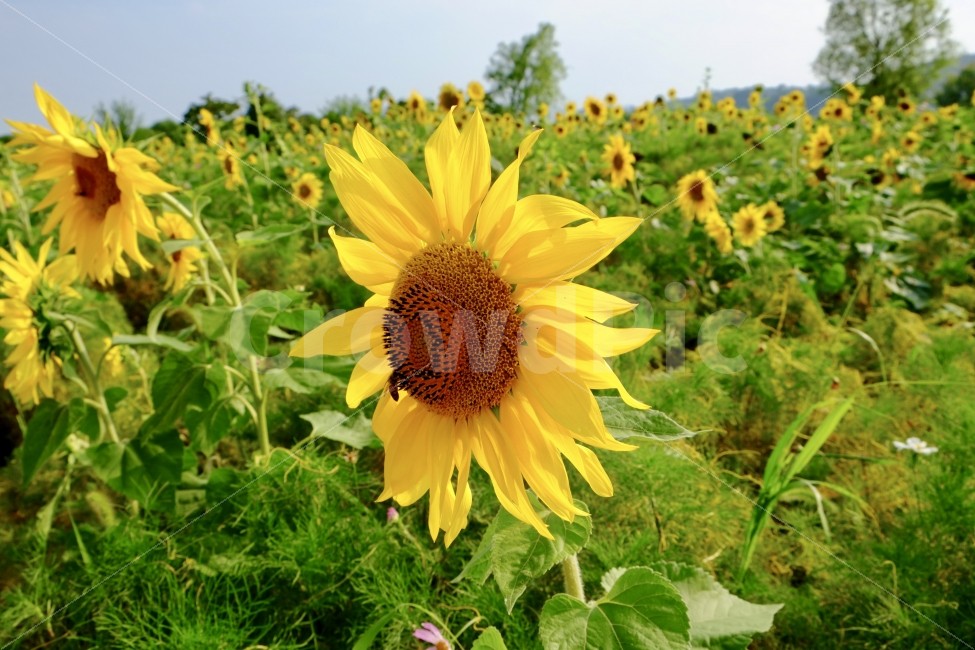 해바라기,꽃,꽃밭,자연,식물,동식물,여름,계절,summer,season,식물,자연,plants,nature,꽃,flower,plant,blossom
