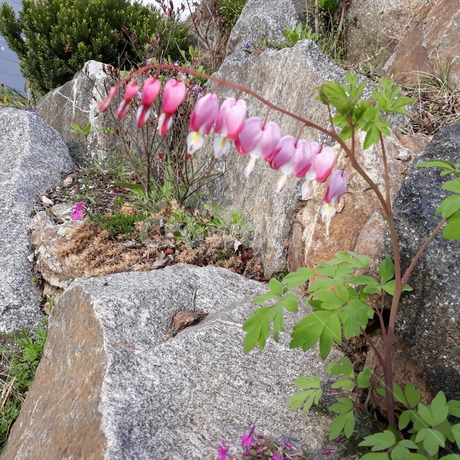 꽃,자연,생물,식물,생태계,개화,꽃송이,만개,꽃종류,flower
