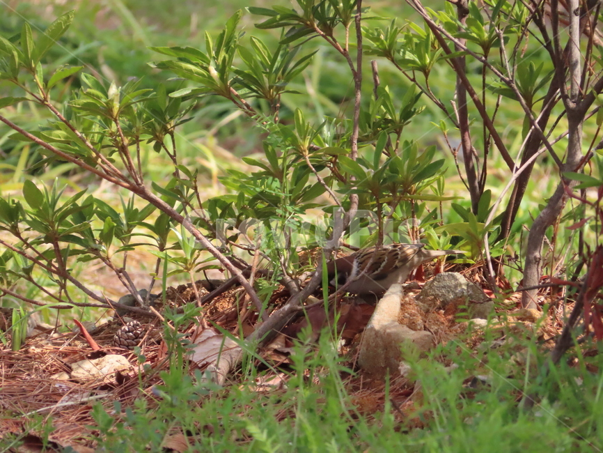 참새,동물,잡초,흙,봄,새,조류,갈색,식물,자연,한국조류,sparrow,animal,weed,dirt,nature,spring,bird,brown,plants,동물,animal,조류,새,birds