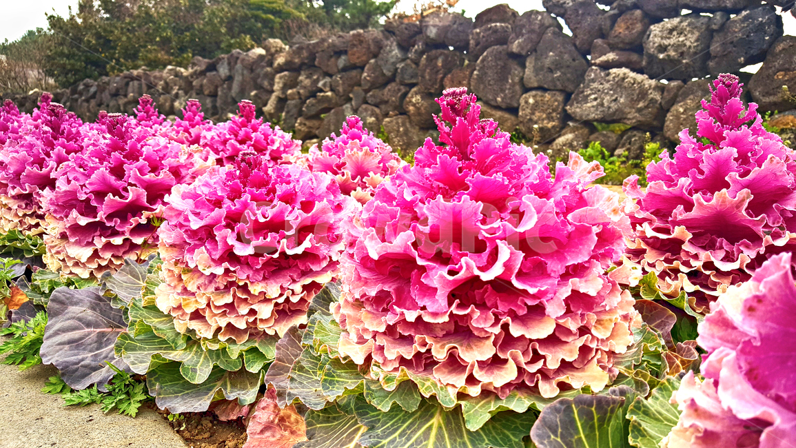 꽃양배추,꽃배추,잎모란,양배추,cabbage,음식,plant,식물,food,야채,vegetable
