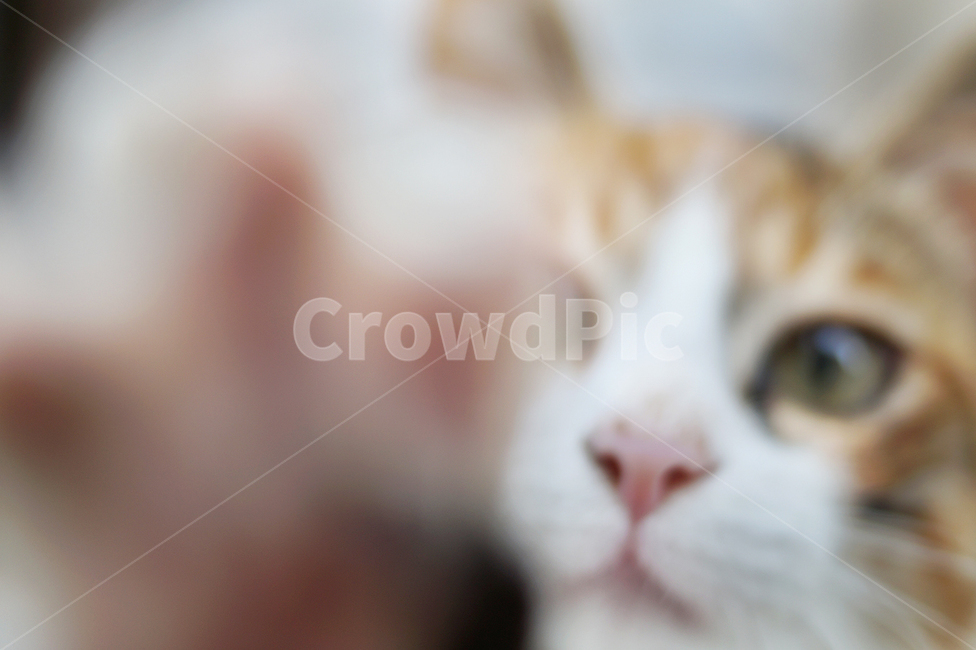 고양이,캣,아기고양이,동물,귀여움,힐링,동물,animal,포유류,mammal,고양이,cat,kitten,kitty