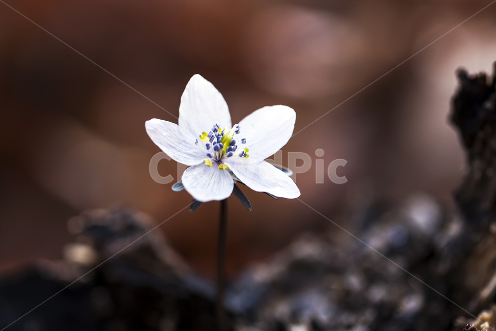 plant,식물,flower,꽃,변산바람꽃,식물,자연,plants,nature,꽃,flower