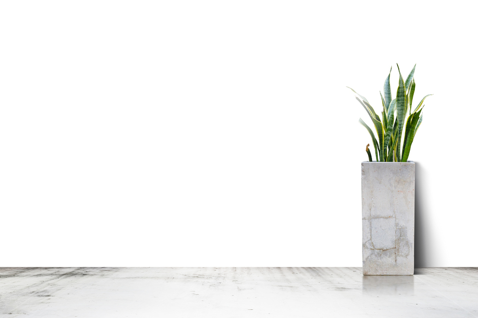 background image,pot,background,plant,copy space,floor,wall,space,interior,flower