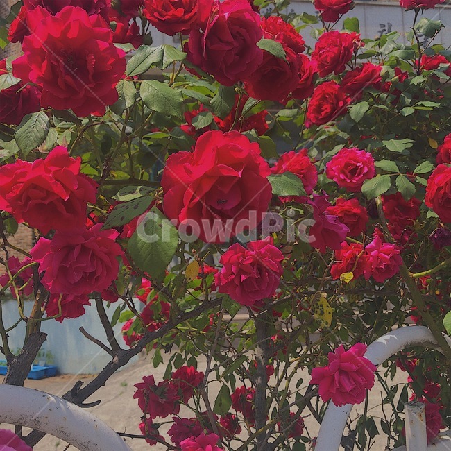 꽃,장미,rose,flower,redrose